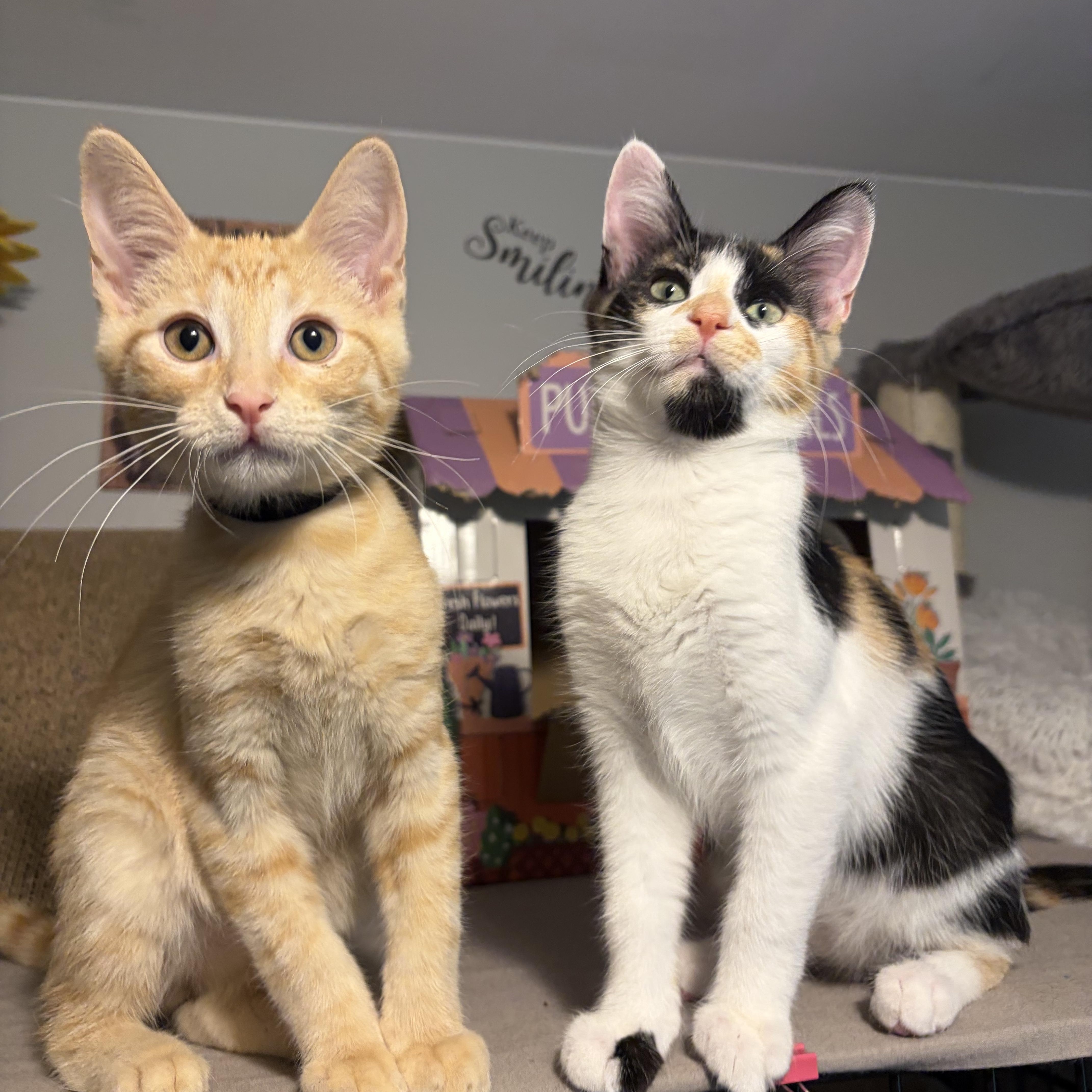 Enlarge Kodi, a ADOPTABLE Domestic Short Hair in South Lyon, MI image 2/6