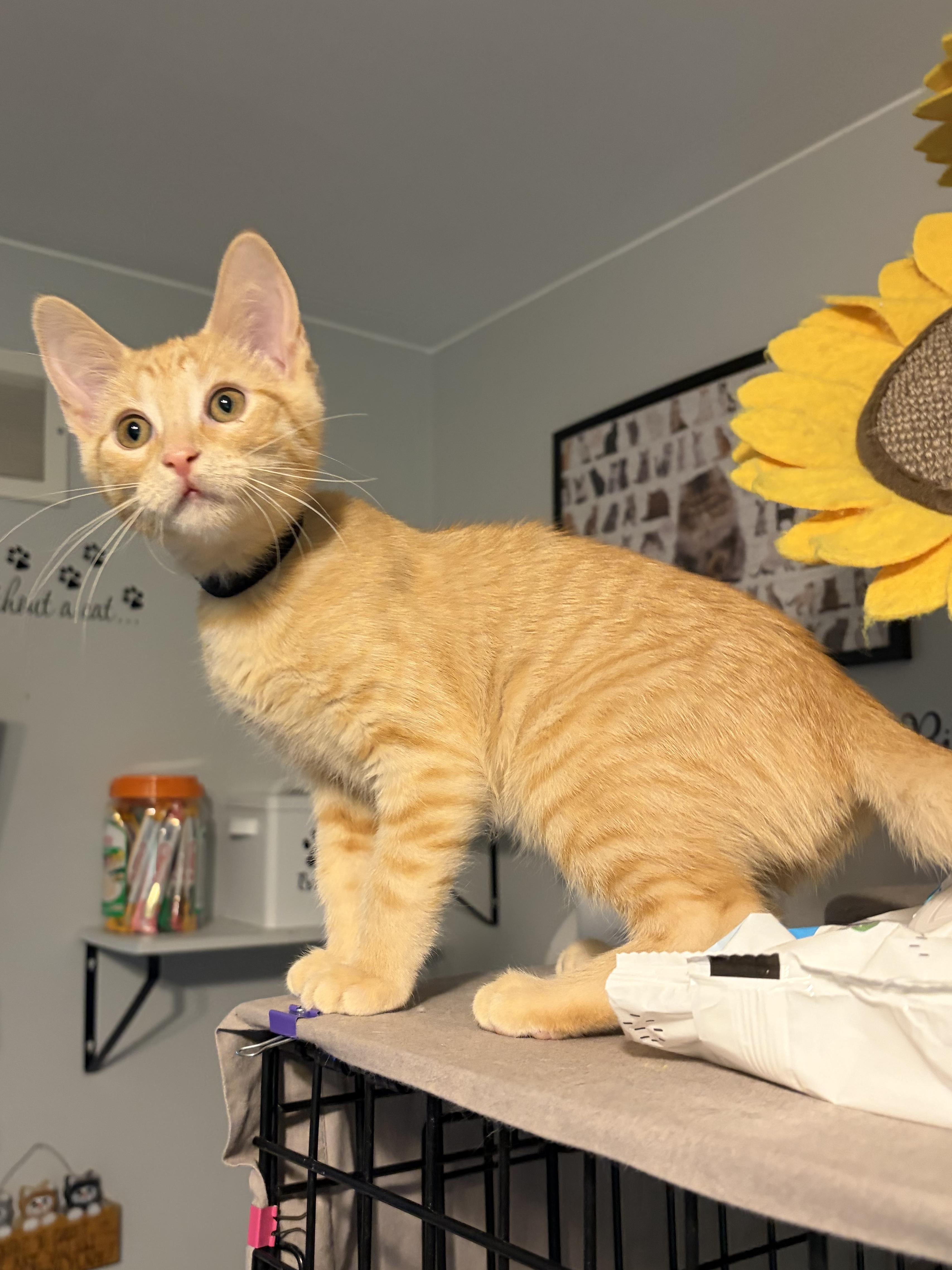 Enlarge Kodi, a ADOPTABLE Domestic Short Hair in South Lyon, MI image 6/6