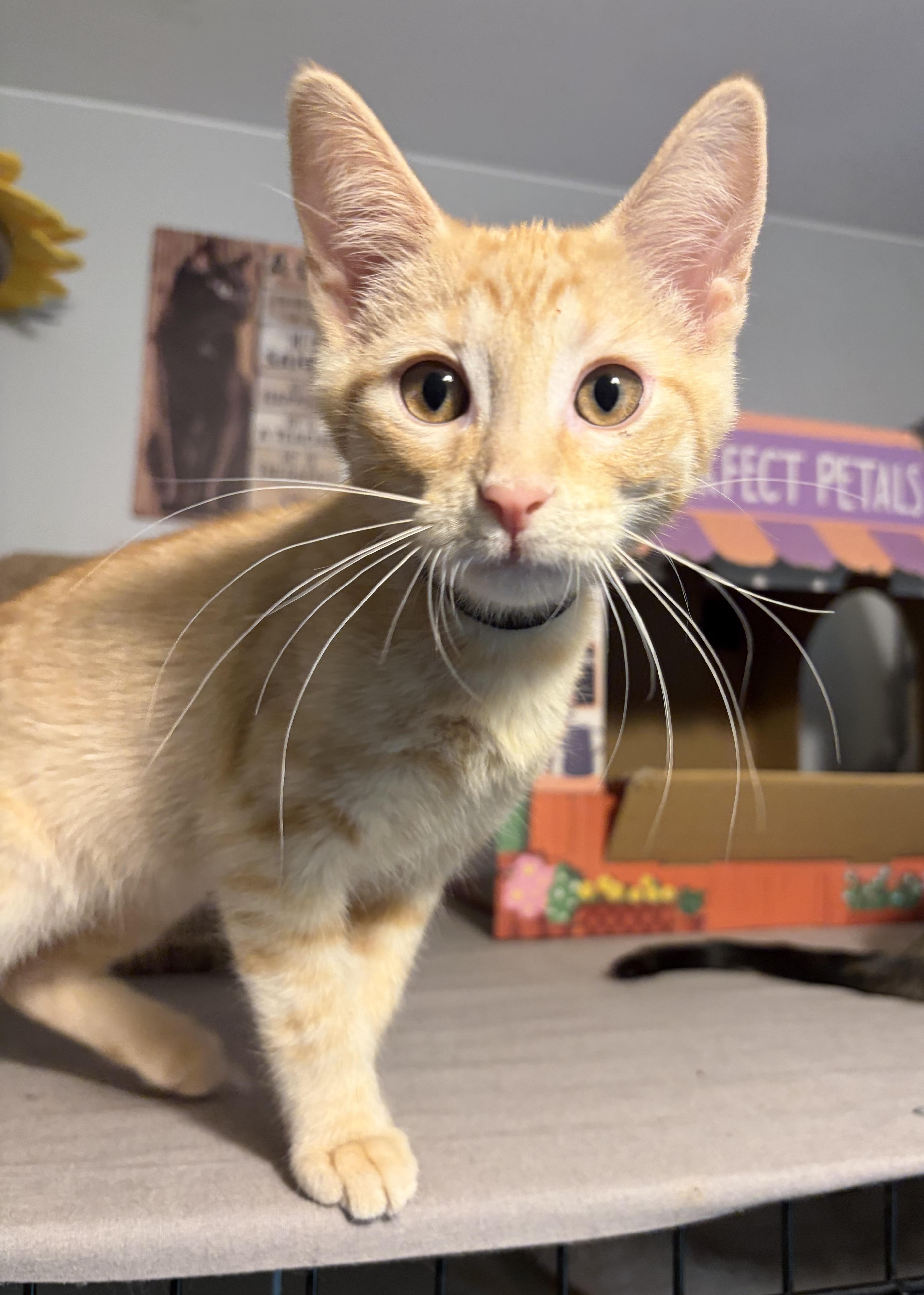 Kodi, ADOPTABLE, Kitten Male Domestic Short Hair.