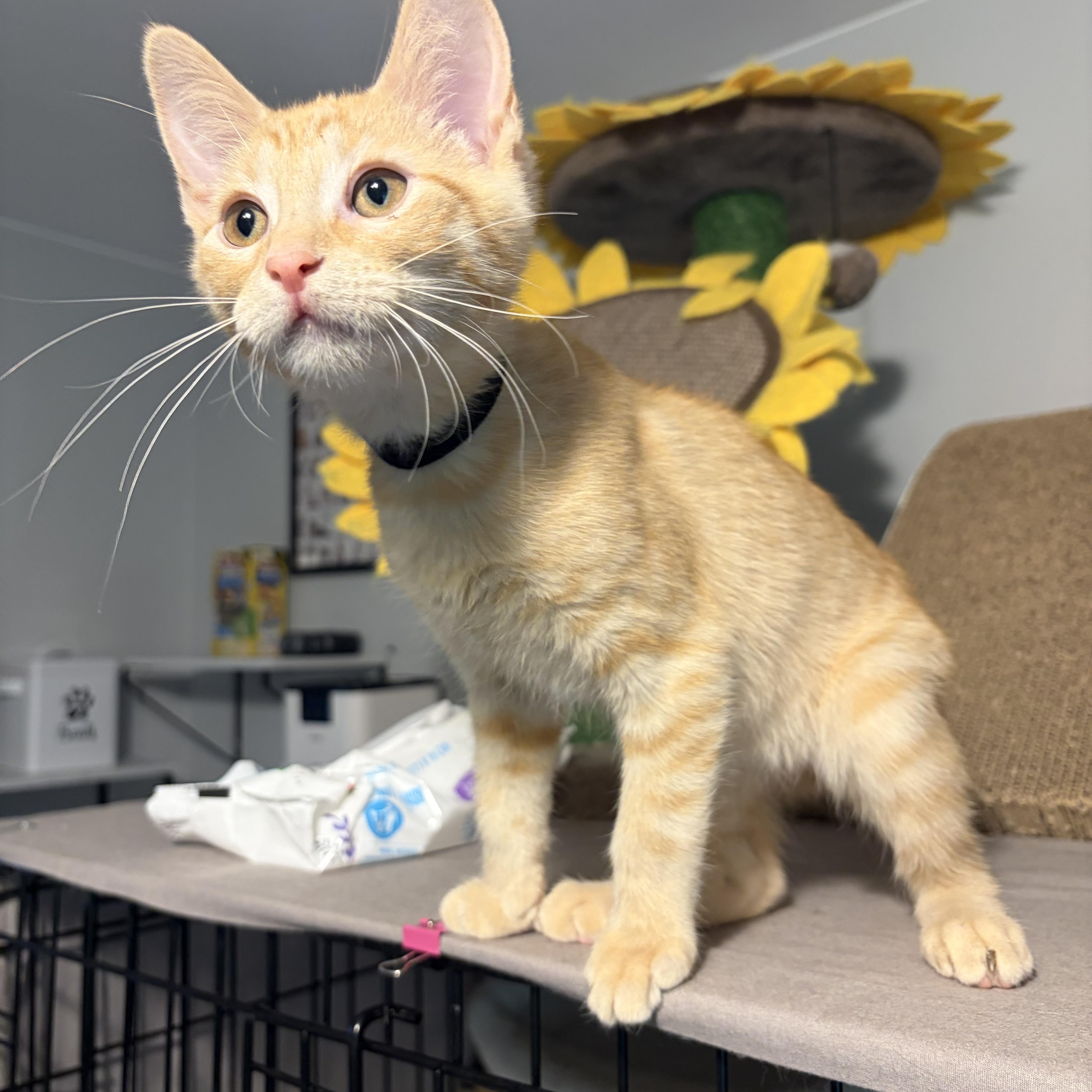 Enlarge Kodi, a ADOPTABLE Domestic Short Hair in South Lyon, MI image 3/6