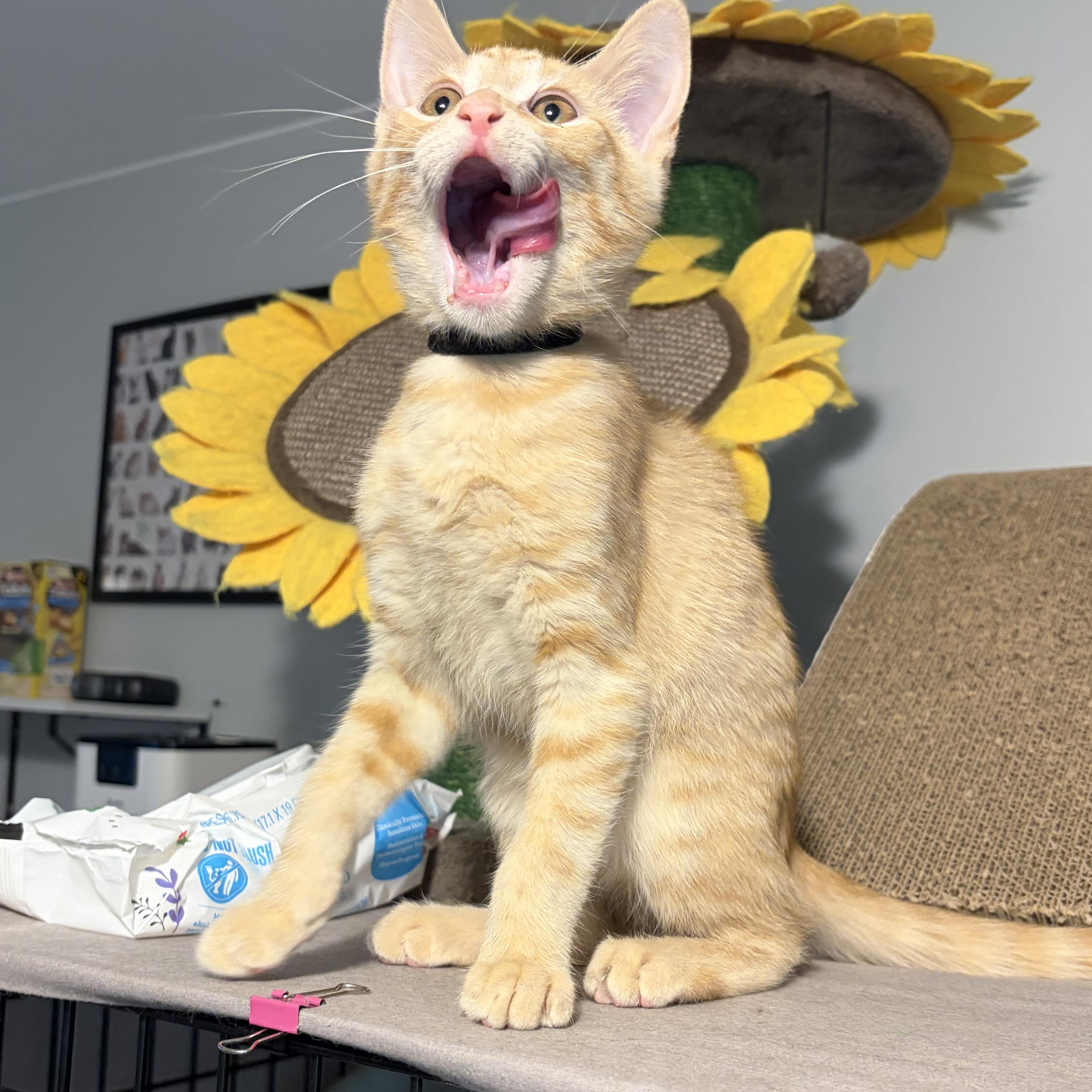 Enlarge Kodi, a ADOPTABLE Domestic Short Hair in South Lyon, MI image 5/6