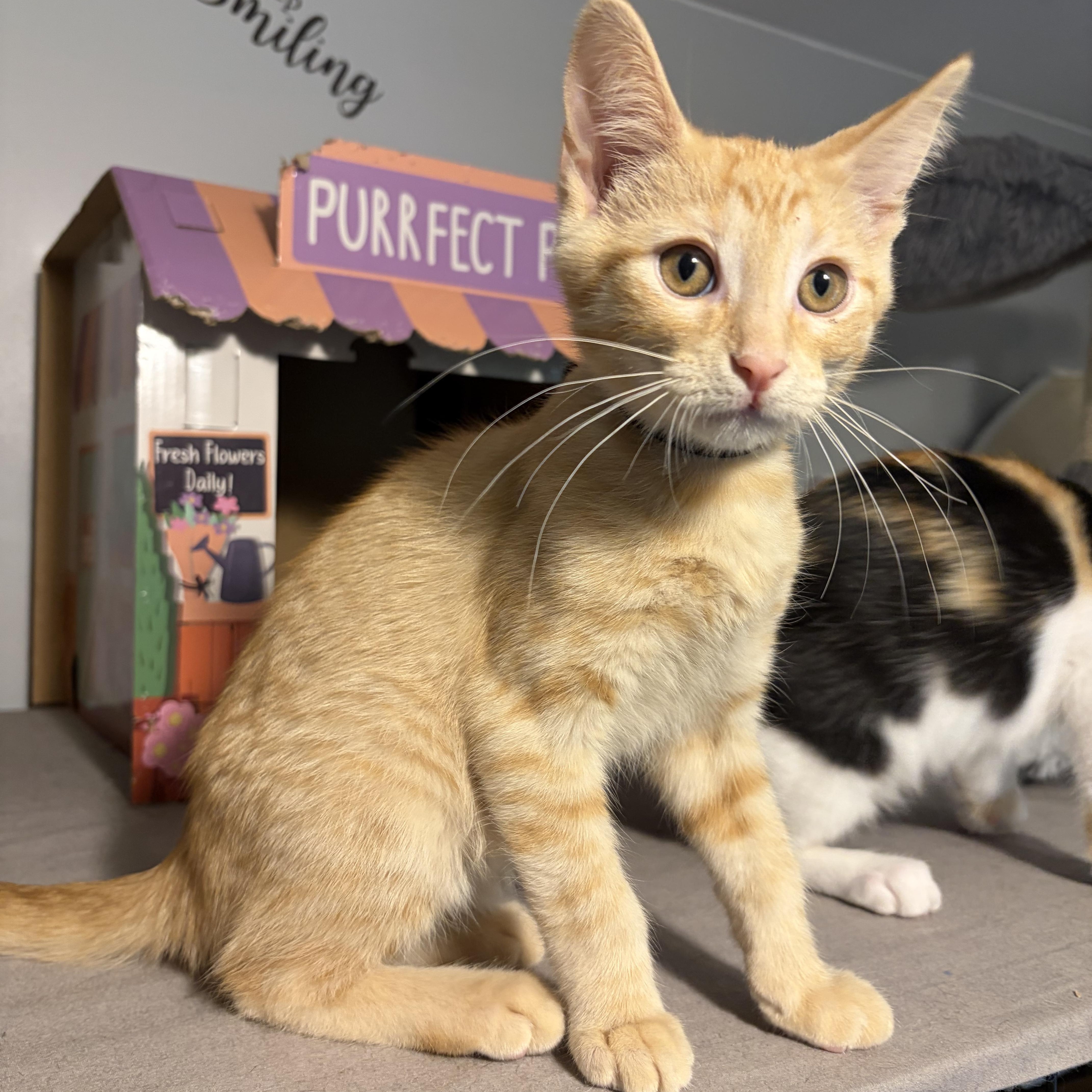 Enlarge Kodi, a ADOPTABLE Domestic Short Hair in South Lyon, MI image 4/6