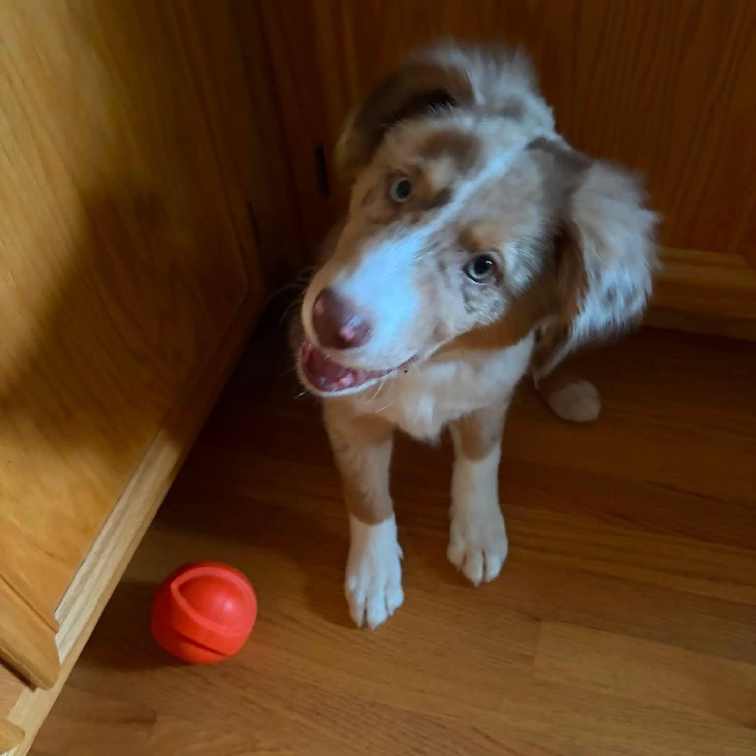 Enlarge Niko (In Foster Home), a Adopted mixed breed in Tinley Park, IL image 5/6
