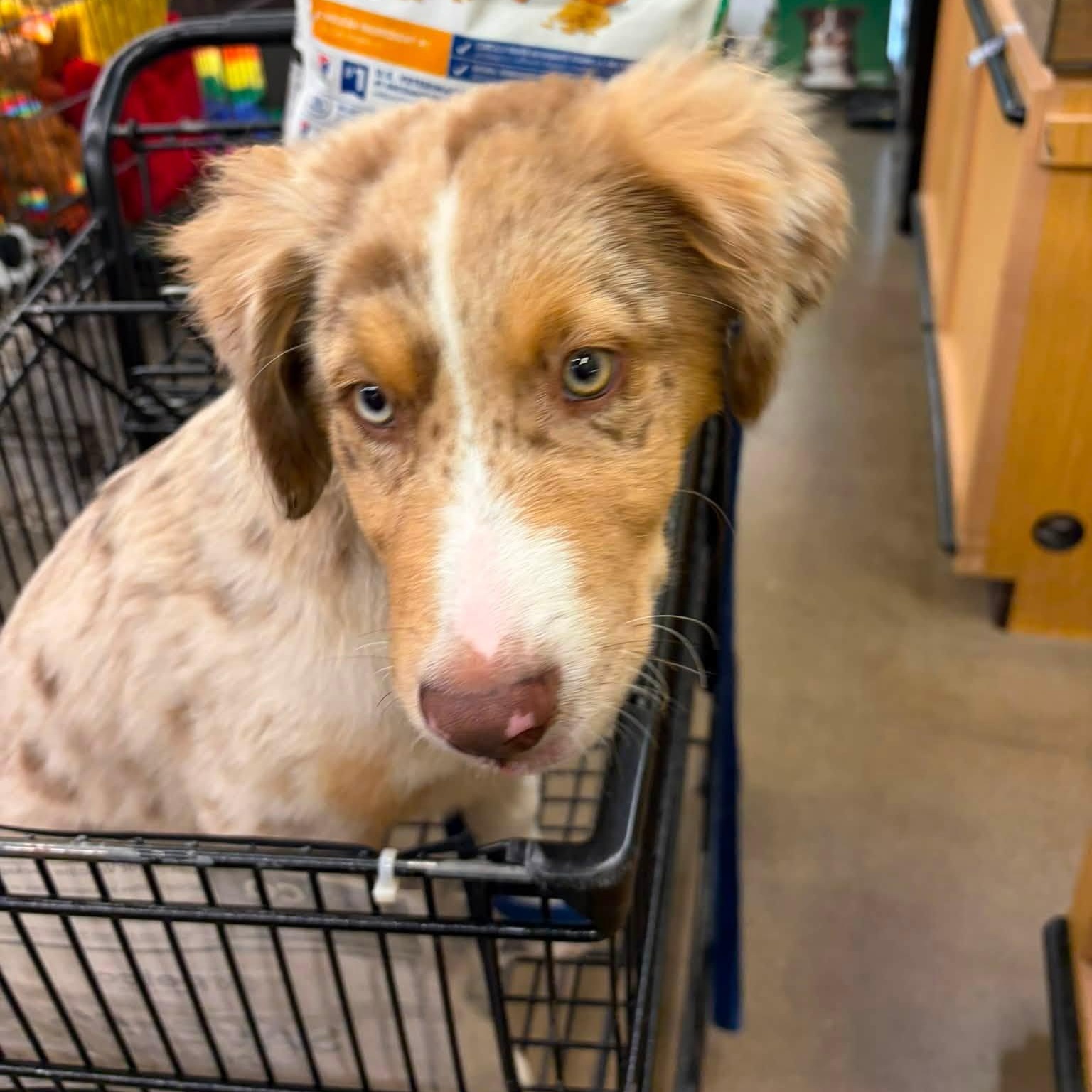 Enlarge Niko (In Foster Home), a Adopted mixed breed in Tinley Park, IL image 2/6