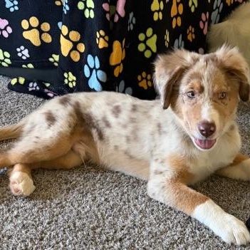 Niko (In Foster Home), Adopted, Puppy Male Australian Shepherd.