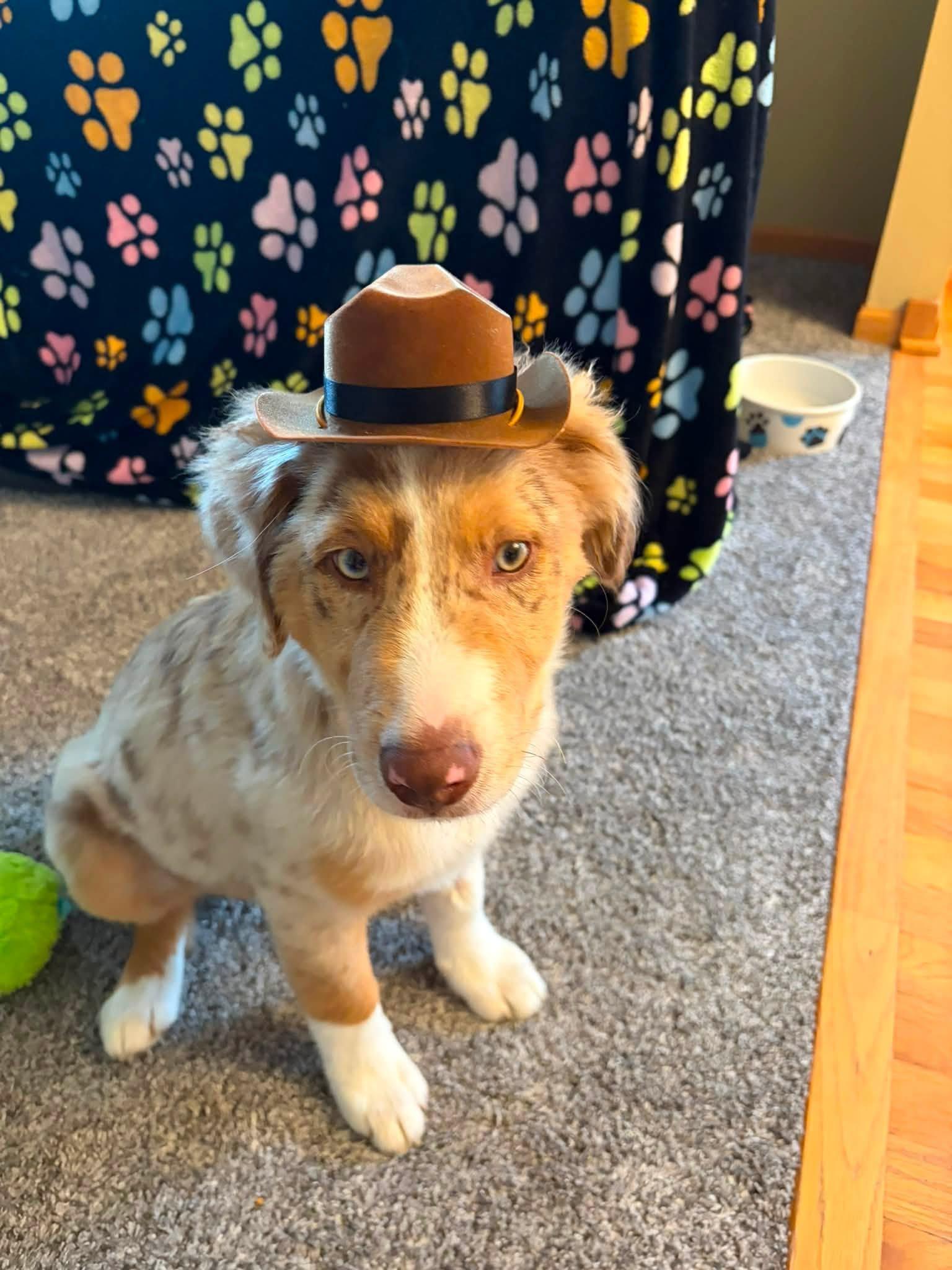 Enlarge Niko (In Foster Home), a Adopted mixed breed in Tinley Park, IL image 4/6