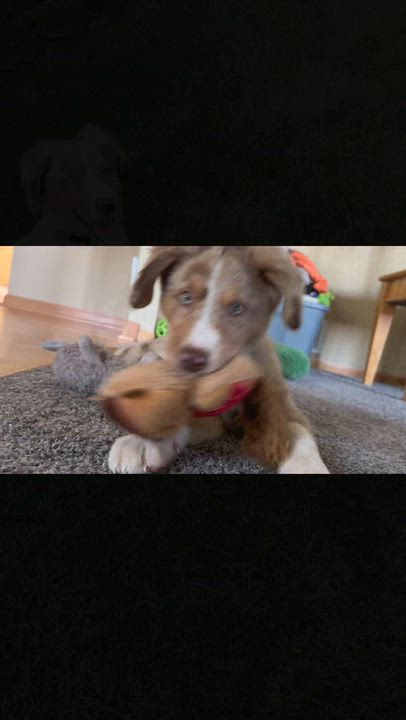 Enlarge Niko (In Foster Home), a Adopted mixed breed in Tinley Park, IL video 6/6