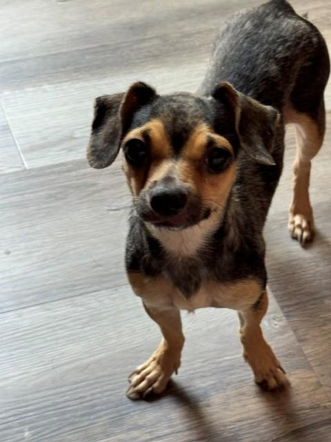 Gigi, adoptable, Young Female Chihuahua.