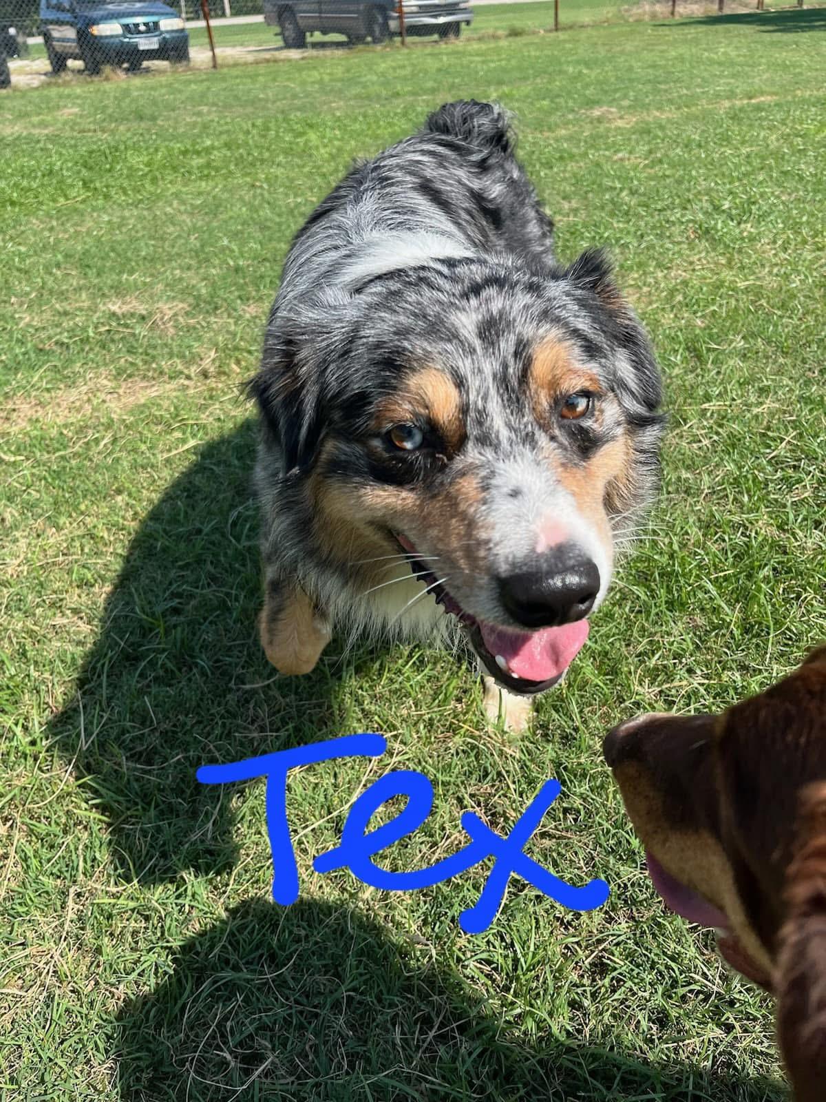 Tex, Kilo and Daisy photo 2