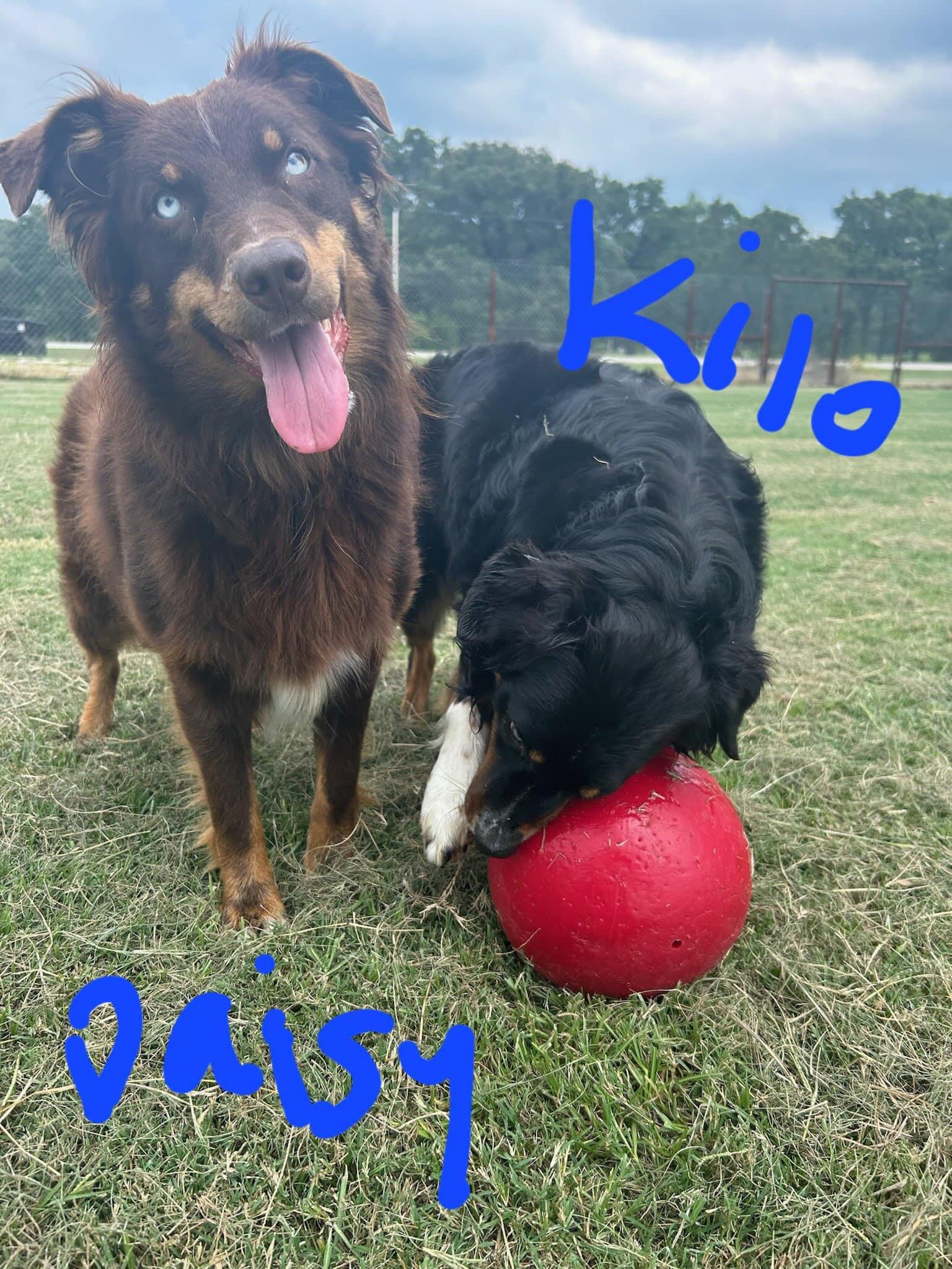 Tex, Kilo and Daisy, Young Male Australian Shepherd