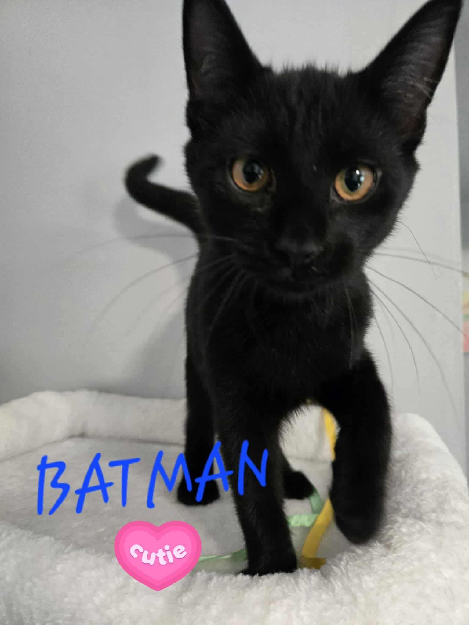 Batman, Adopted, Kitten Male Domestic Short Hair.