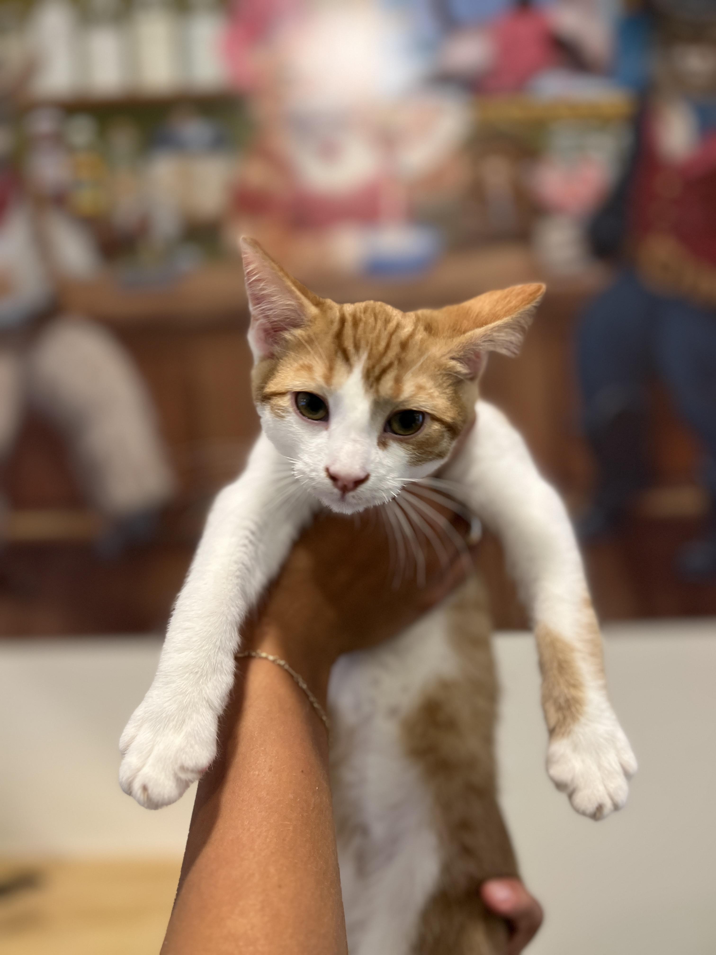 Jax, Young Male unknown