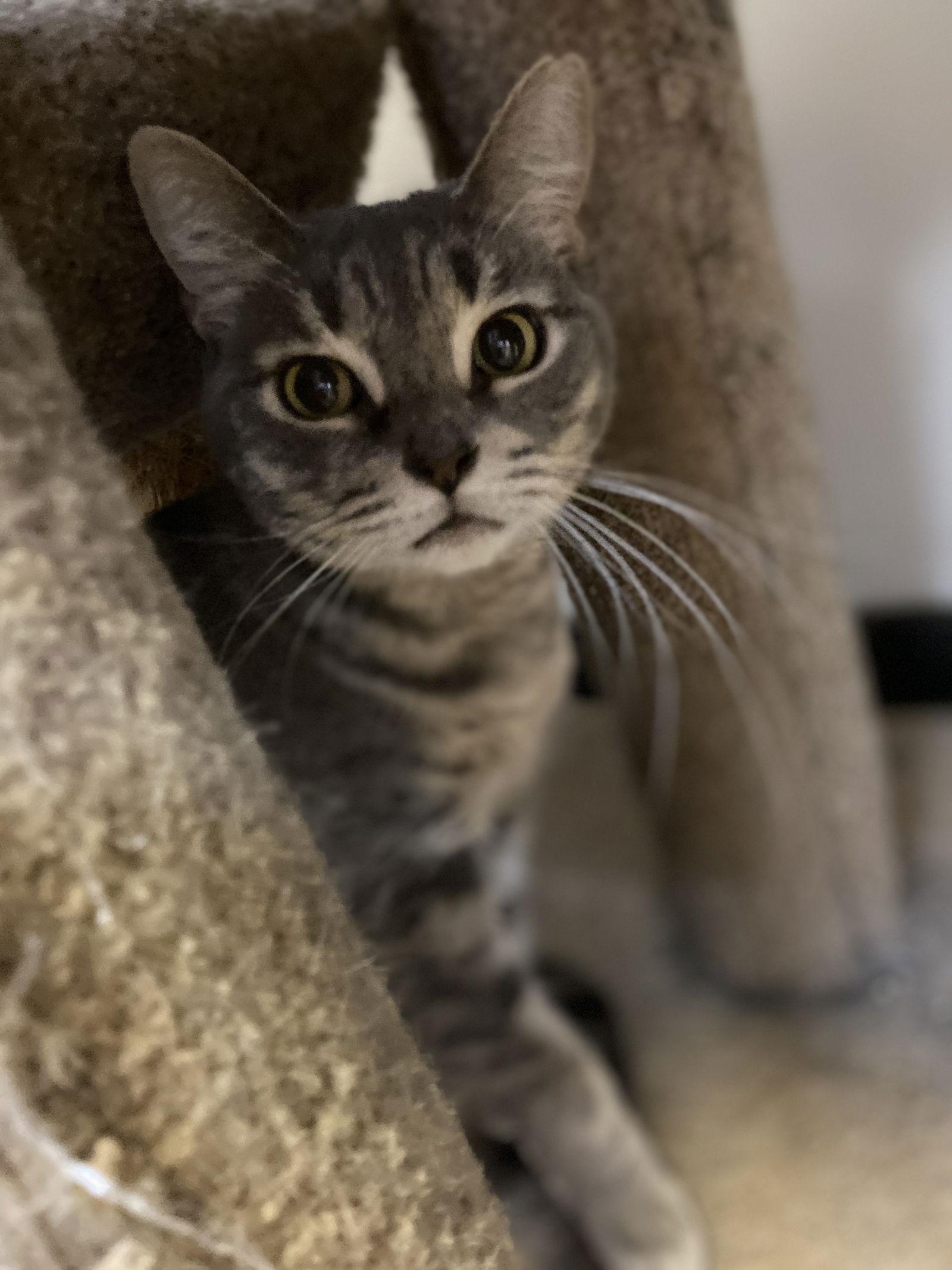 Lady, Adoptable, Adult Female Domestic Short Hair.