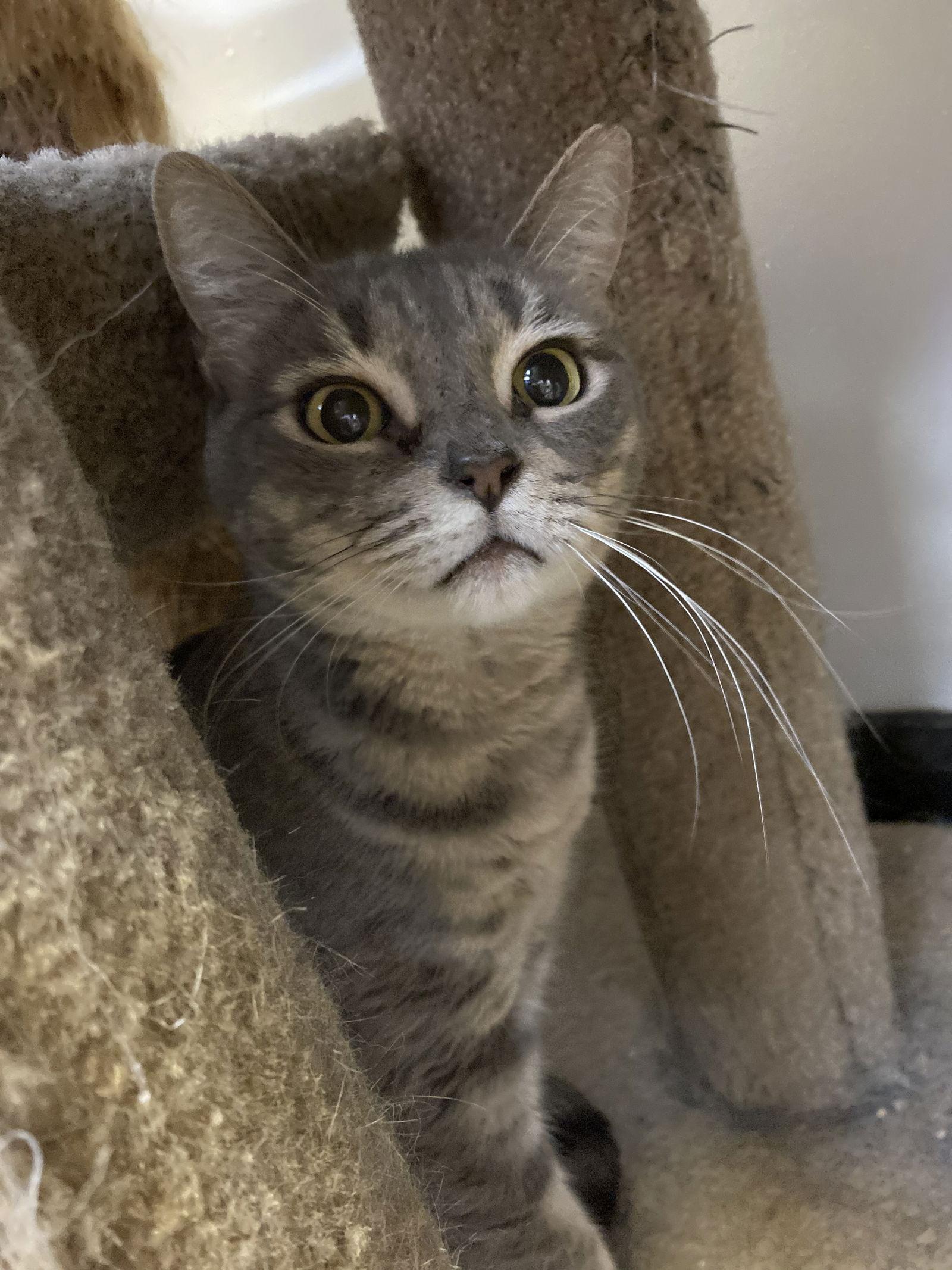 Enlarge Lady, a Adoptable Domestic Short Hair in Margate, FL image 2/6