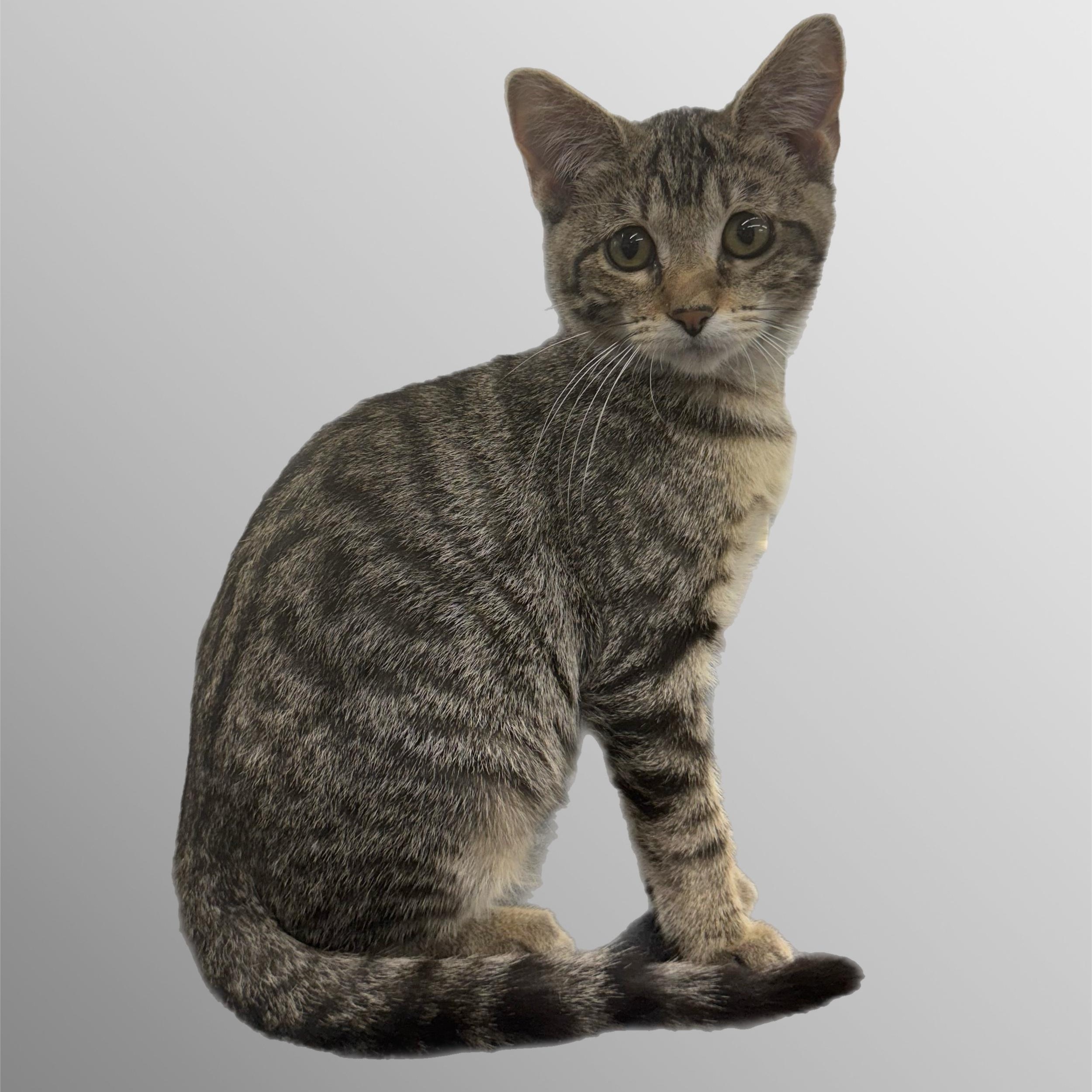 Fern, ADOPTABLE, Kitten Female Domestic Short Hair.