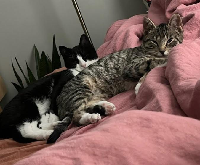 Enlarge Snoopy & Woodstock (café) , a ADOPTABLE Domestic Short Hair in West Lafayette, IN image 2/4