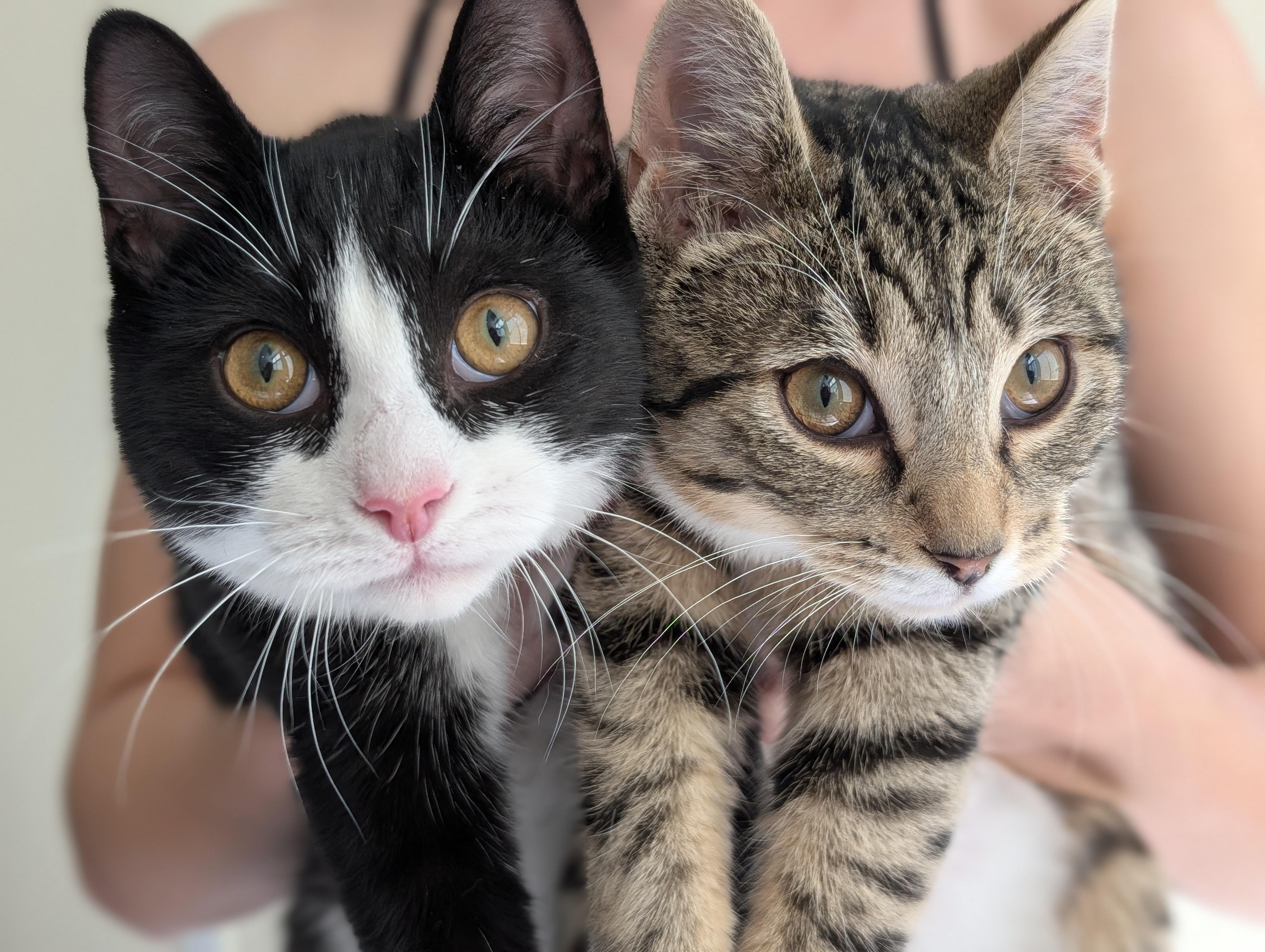 Snoopy & Woodstock (café) , ADOPTABLE, Kitten Female Domestic Short Hair.