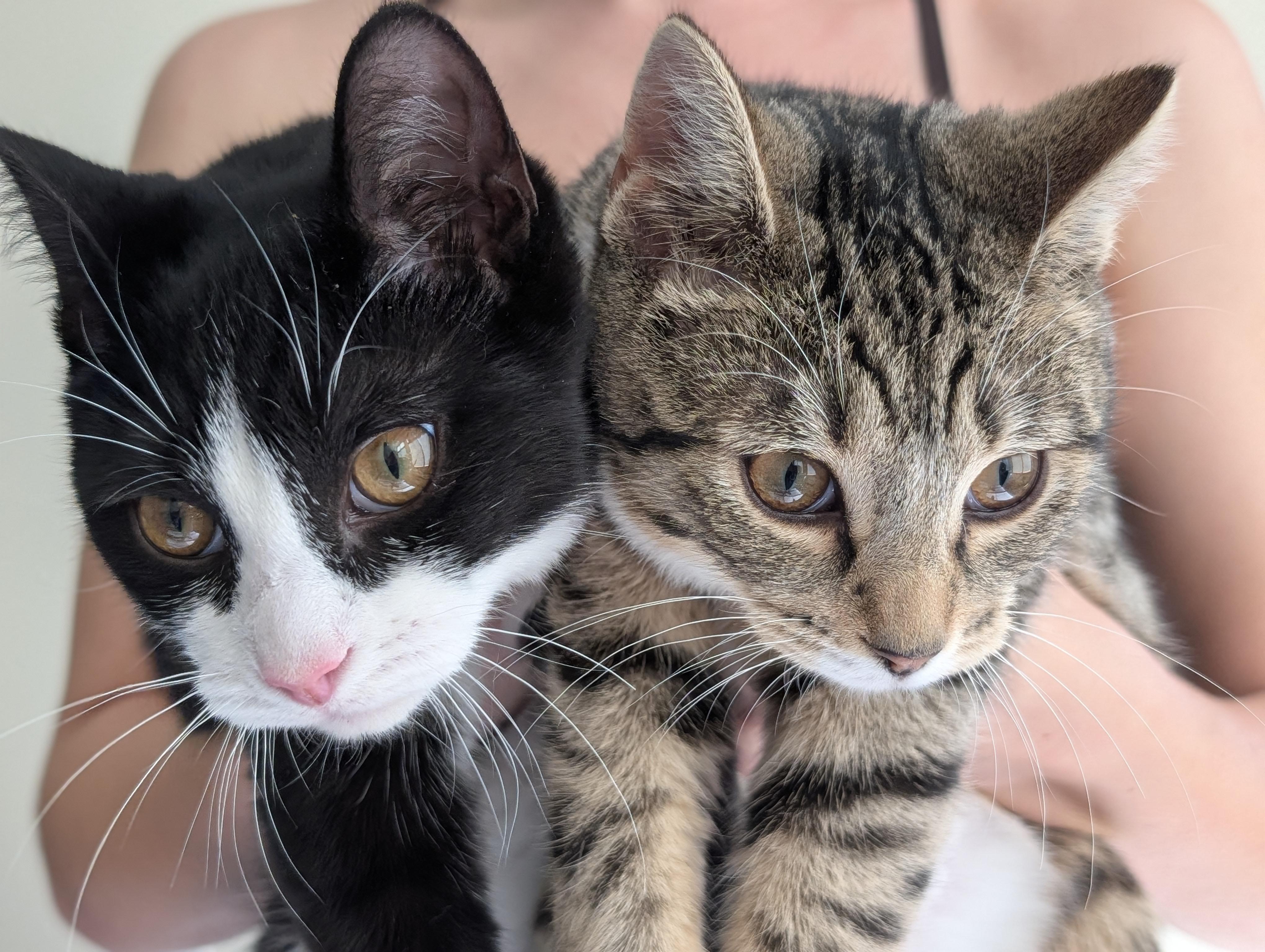Enlarge Snoopy & Woodstock (café) , a ADOPTABLE Domestic Short Hair in West Lafayette, IN image 3/4