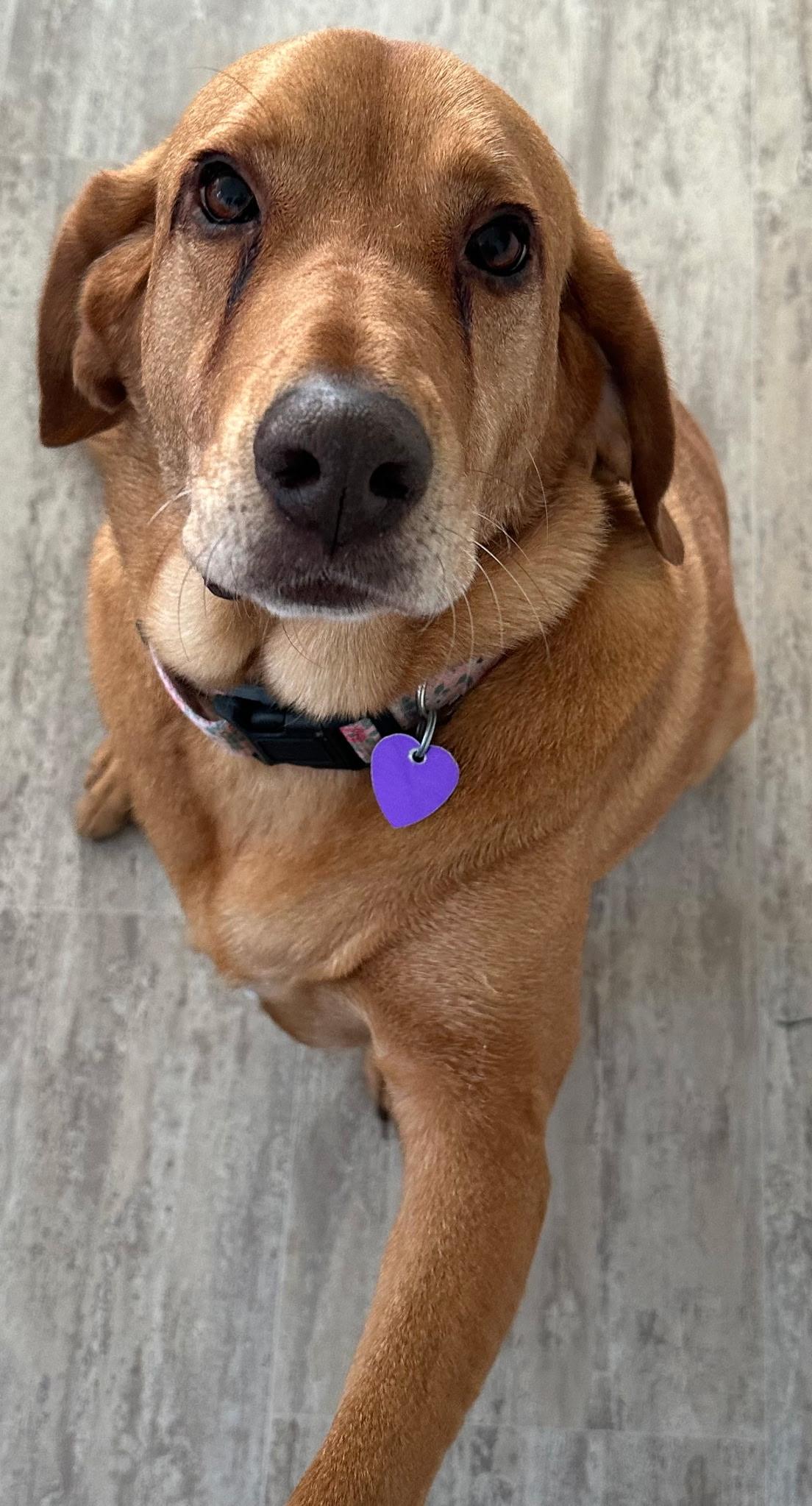 Red Rosie thumbnail 4