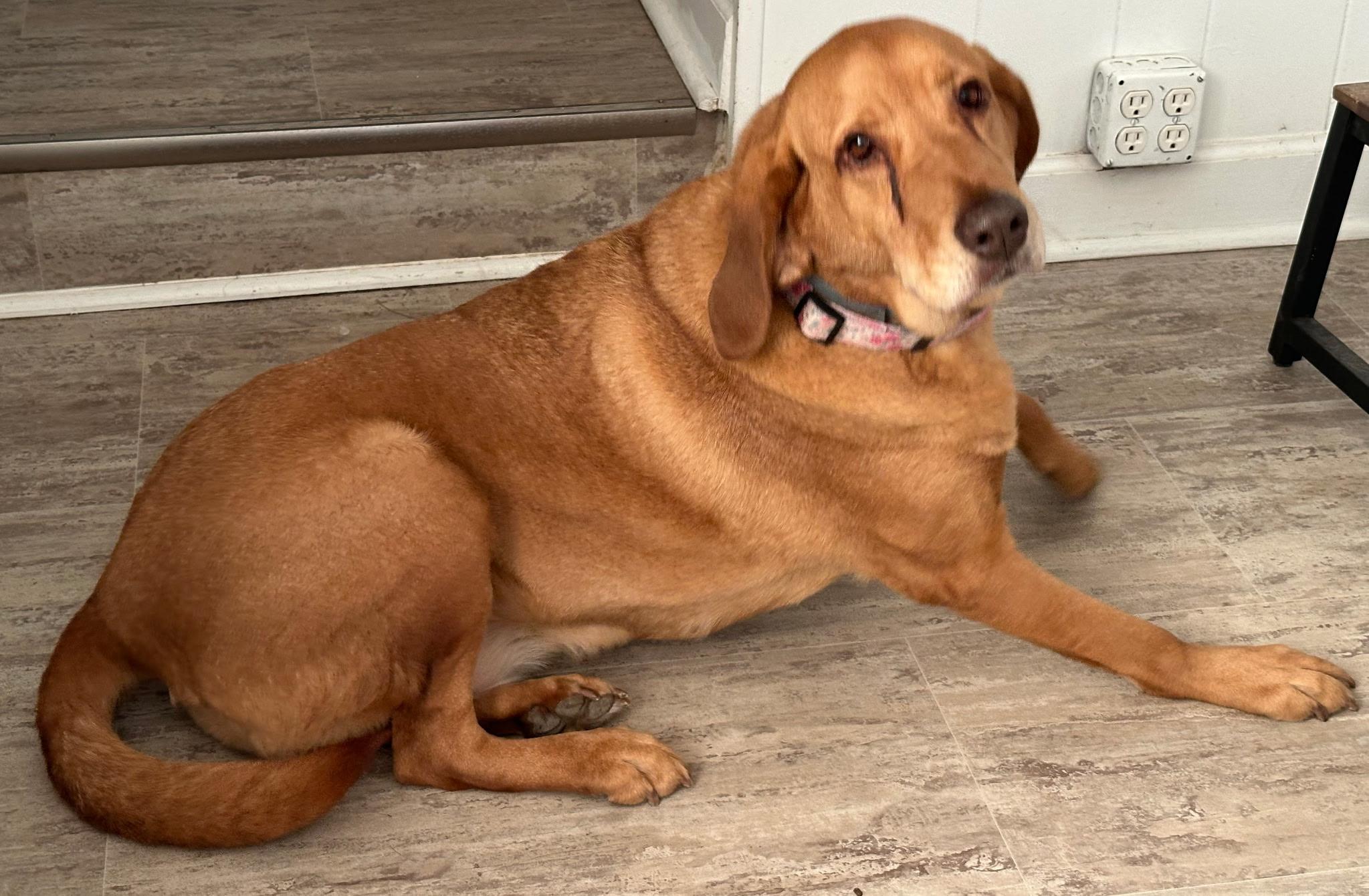 Red Rosie, adoptable, Adult Female Redbone Coonhound & Golden Retriever.