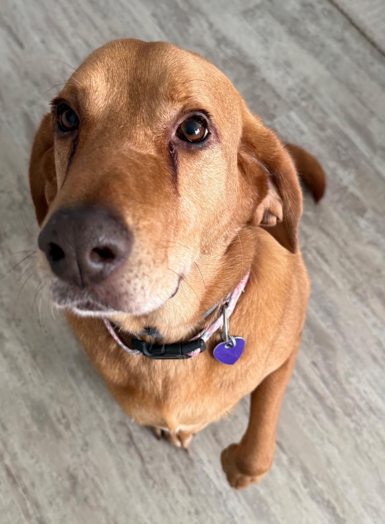 Red Rosie thumbnail 5