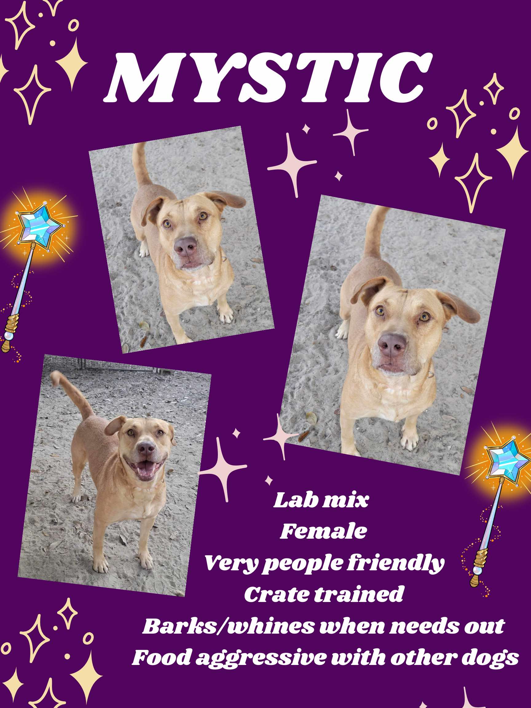 Mystic, Adoptable, Young Female Yellow Labrador Retriever.