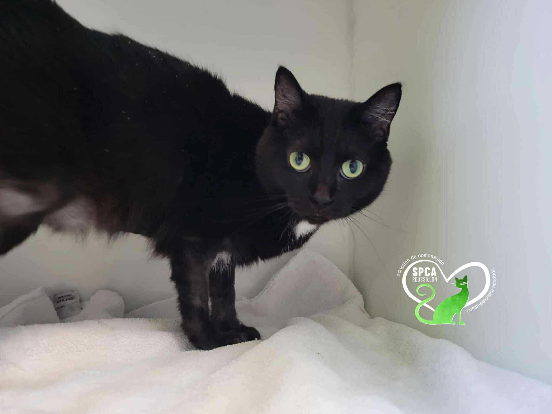 Sissi, Adoptable, Adult Female Domestic Short Hair.