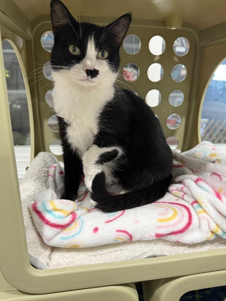 Kaurren, Adoptable, Adult Female Domestic Short Hair.