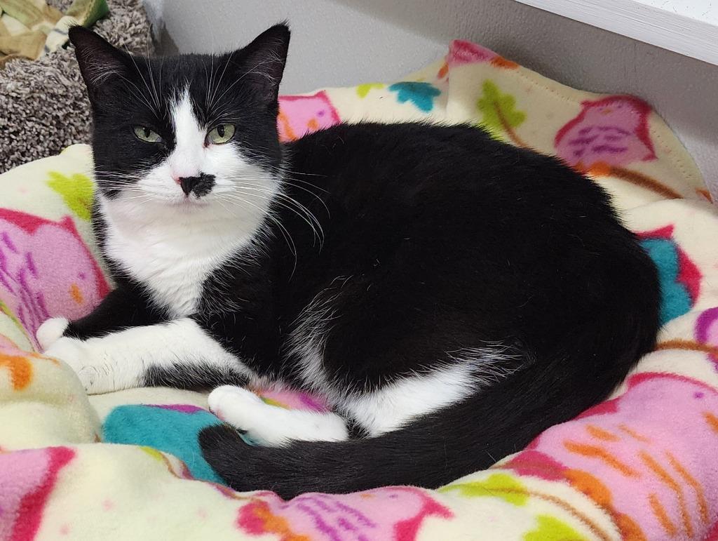 Kaurren, Adoptable, Adult Female Domestic Short Hair.