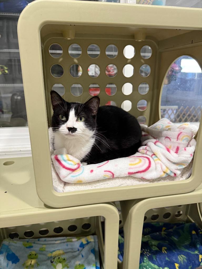 Enlarge Kaurren, a Adoptable mixed breed in Fort Lupton, CO image 2/6