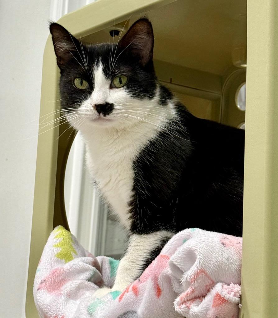 Enlarge Kaurren, a Adoptable mixed breed in Fort Lupton, CO image 4/6