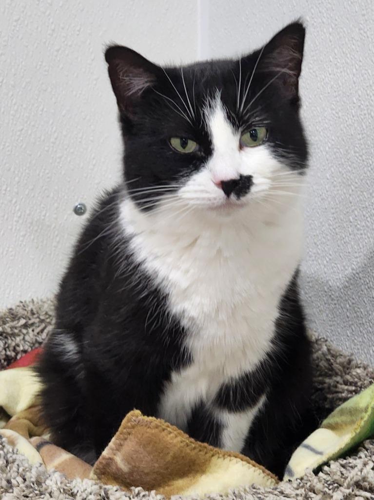 Enlarge Kaurren, a Adoptable mixed breed in Fort Lupton, CO image 4/6