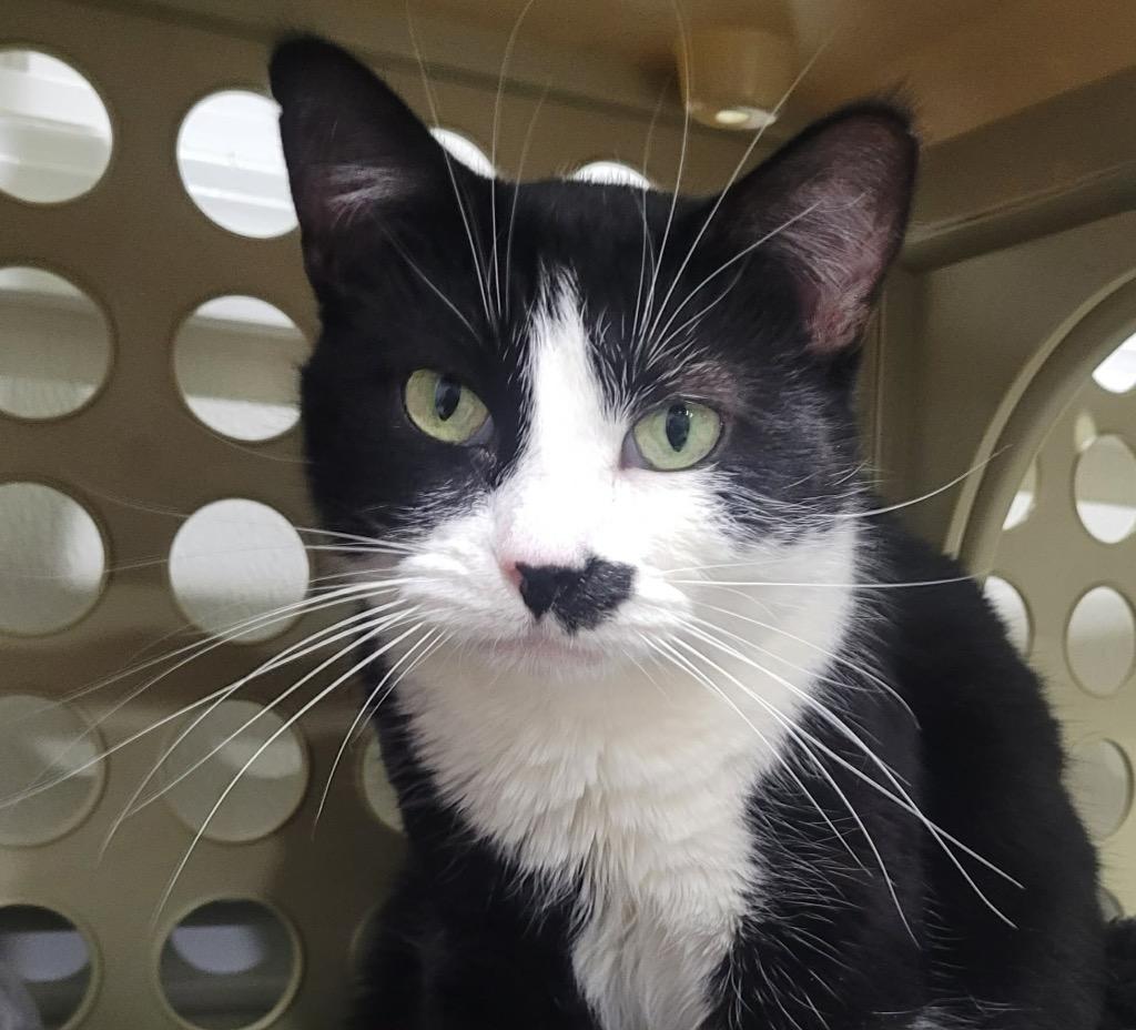 Enlarge Kaurren, a Adoptable mixed breed in Fort Lupton, CO image 5/6