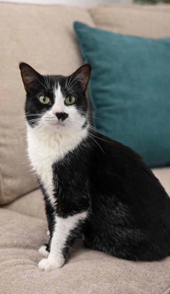 Enlarge Kaurren, a Adoptable mixed breed in Fort Lupton, CO image 5/6