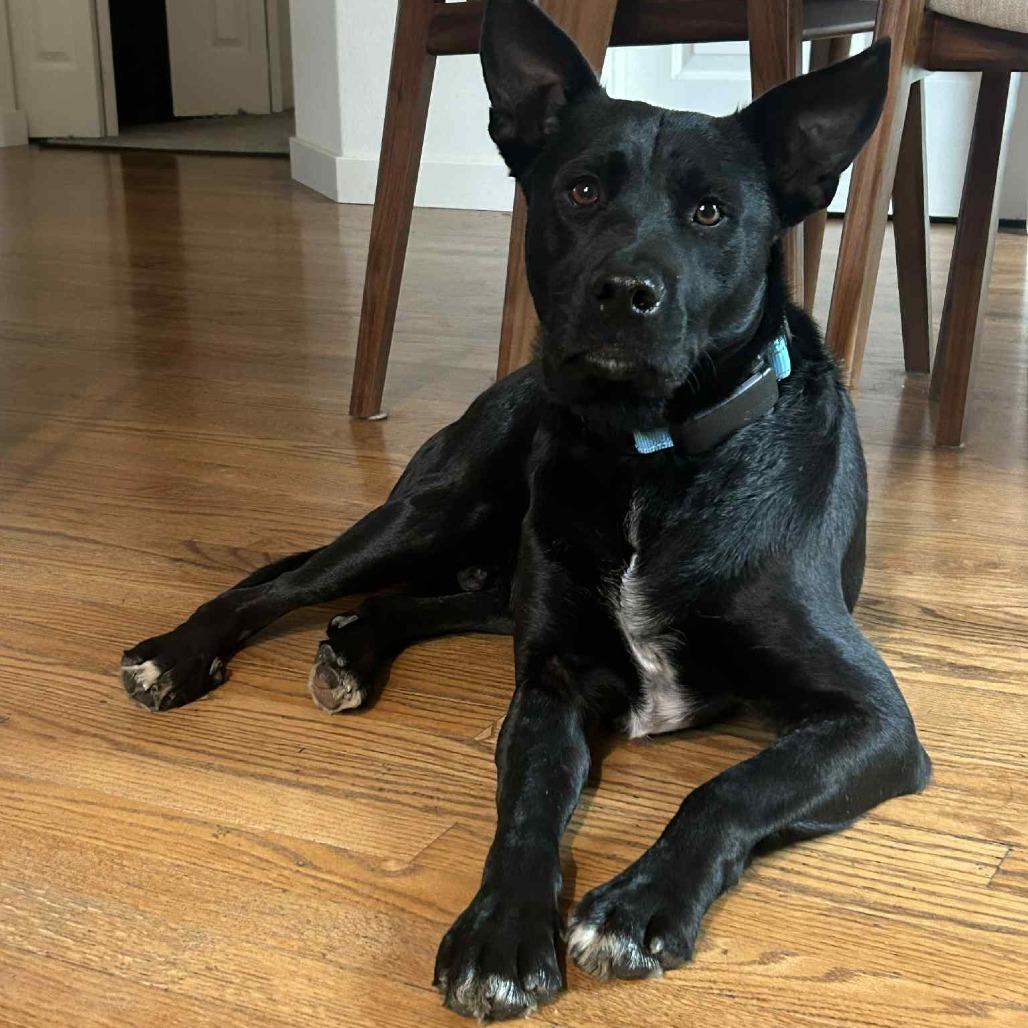 Rito, Adoptable, Adult Male Black Labrador Retriever & Shepherd.