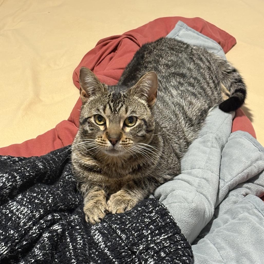 Enlarge Stevie, a Adoptable Domestic Short Hair in Nashville, TN image 1/3