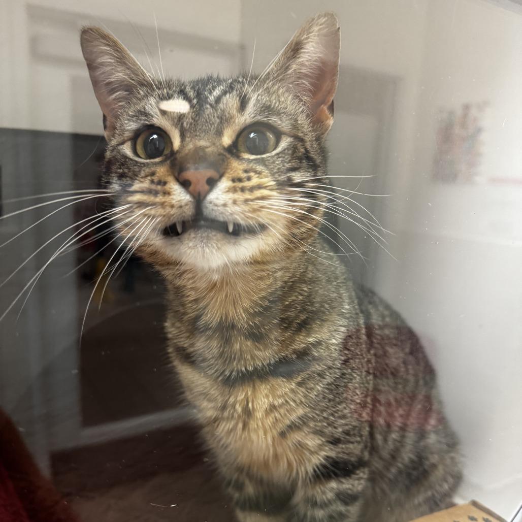 Enlarge Stevie, a Adoptable Domestic Short Hair in Nashville, TN image 2/3