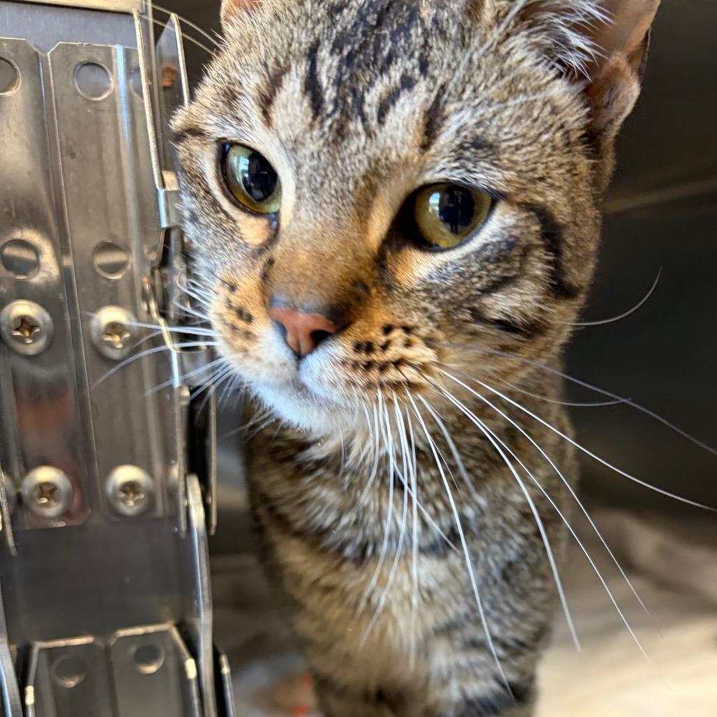 Enlarge Stevie, a Adoptable Domestic Short Hair in Nashville, TN image 3/3