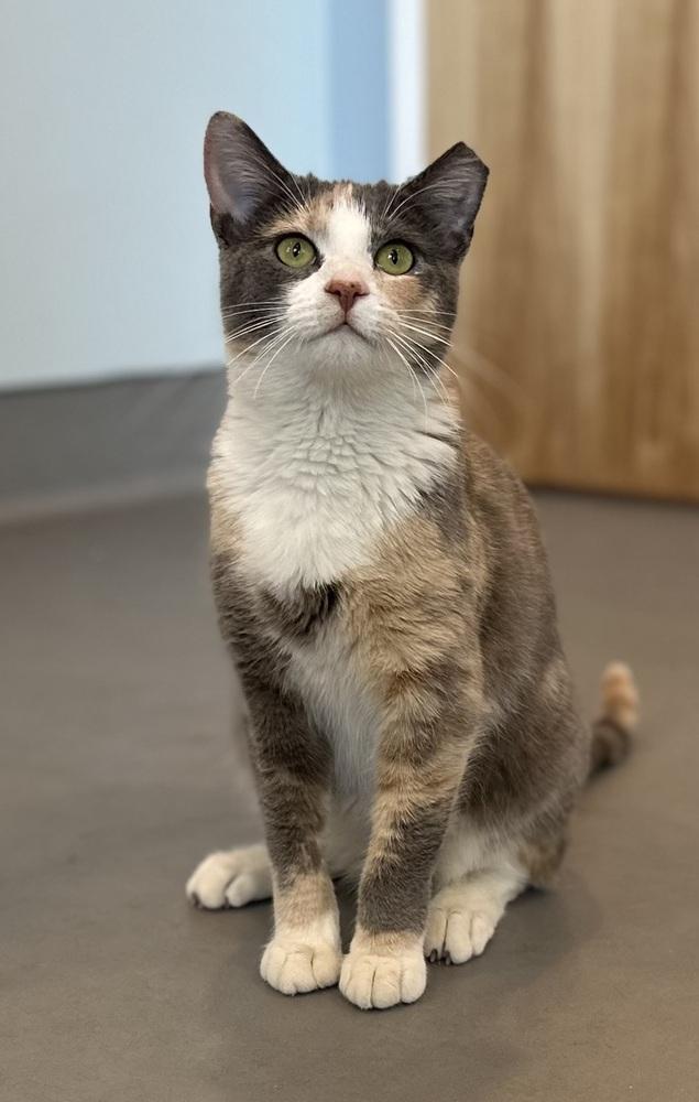 Enlarge Rory, a Adoptable mixed breed in Norristown, PA image 1/2