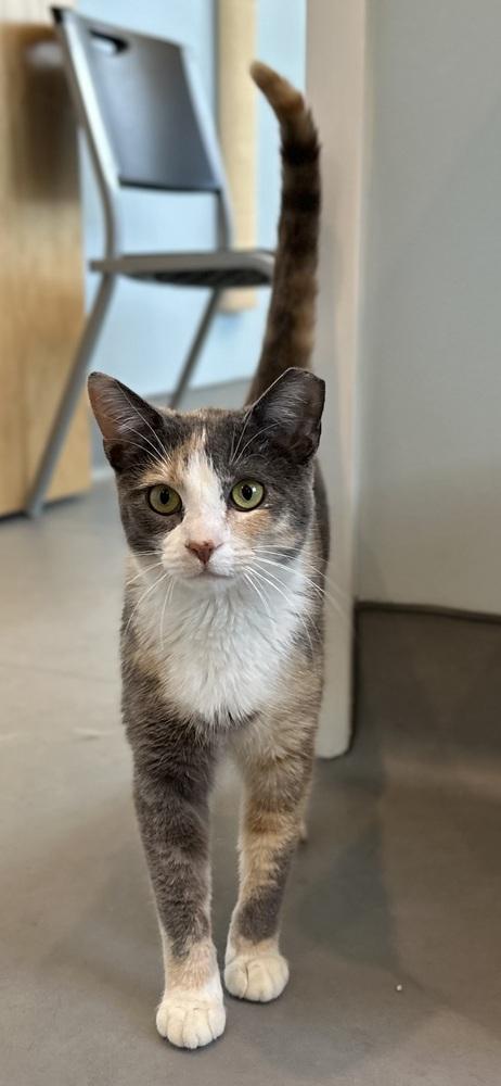 Enlarge Rory, a Adoptable mixed breed in Norristown, PA image 2/2