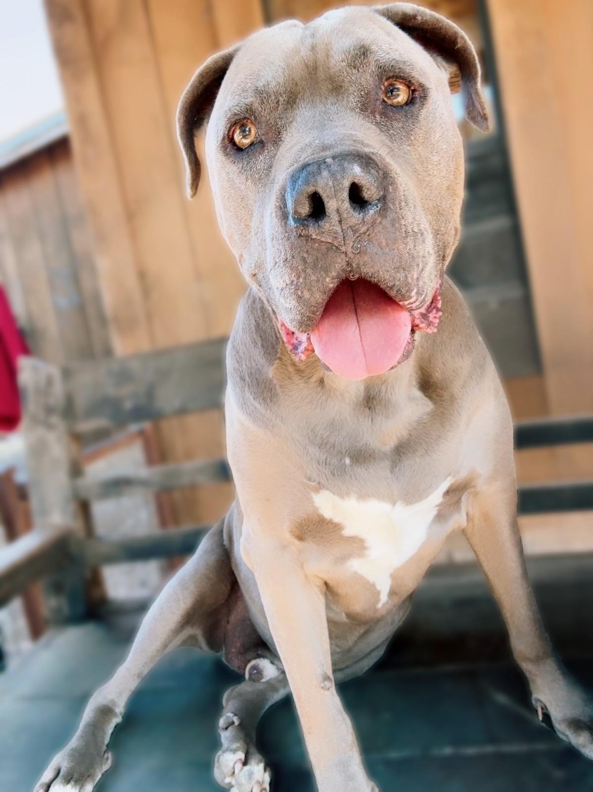 Cesar Licious , a ADOPTABLE mixed breed in Nashville, TN image 1/2