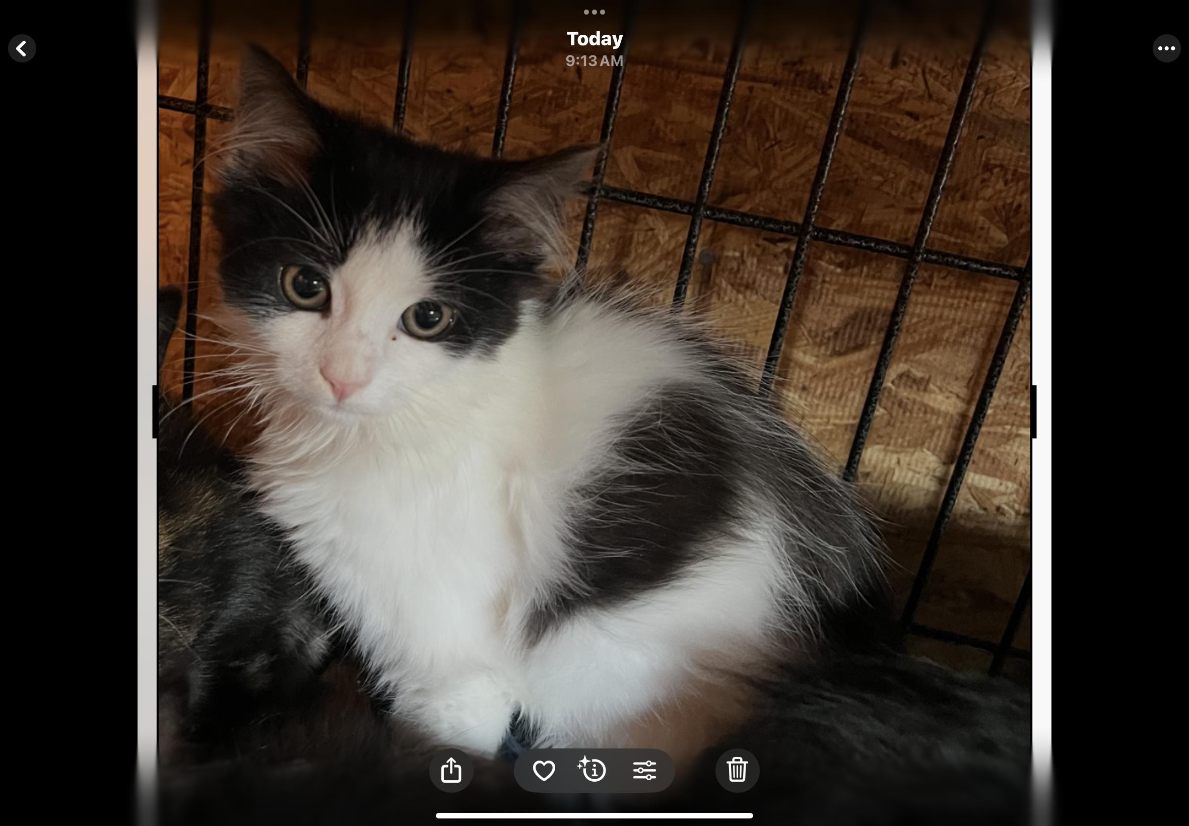 Enlarge Sweet Pea, a Adopted Domestic Short Hair in Sneads Ferry, NC image 1/1