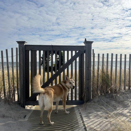 Layla (Surrender), Adoptable, Adult Female Husky & Mixed Breed.