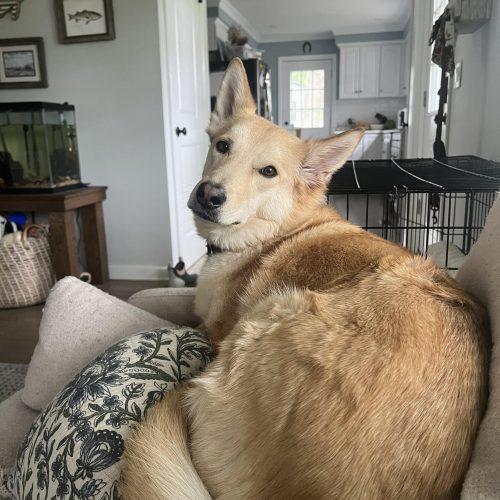 Enlarge Layla (Surrender), a Adoptable mixed breed in Hamden, CT image 2/6