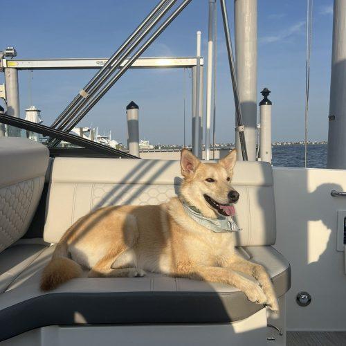 Layla (Surrender), a Adoptable mixed breed in Hamden, CT image 4/5