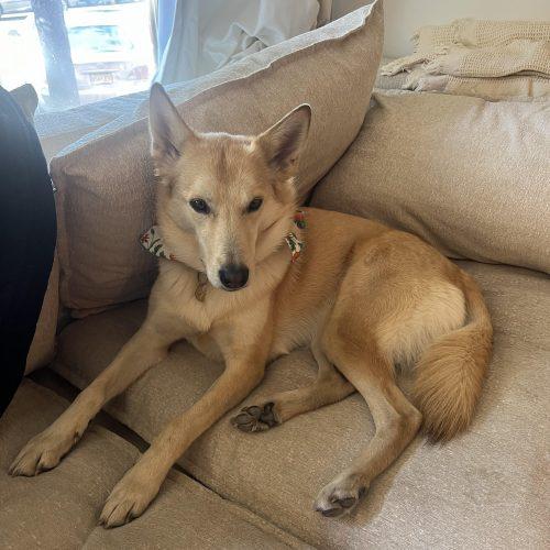 Layla (Surrender), a Adoptable mixed breed in Hamden, CT image 5/5