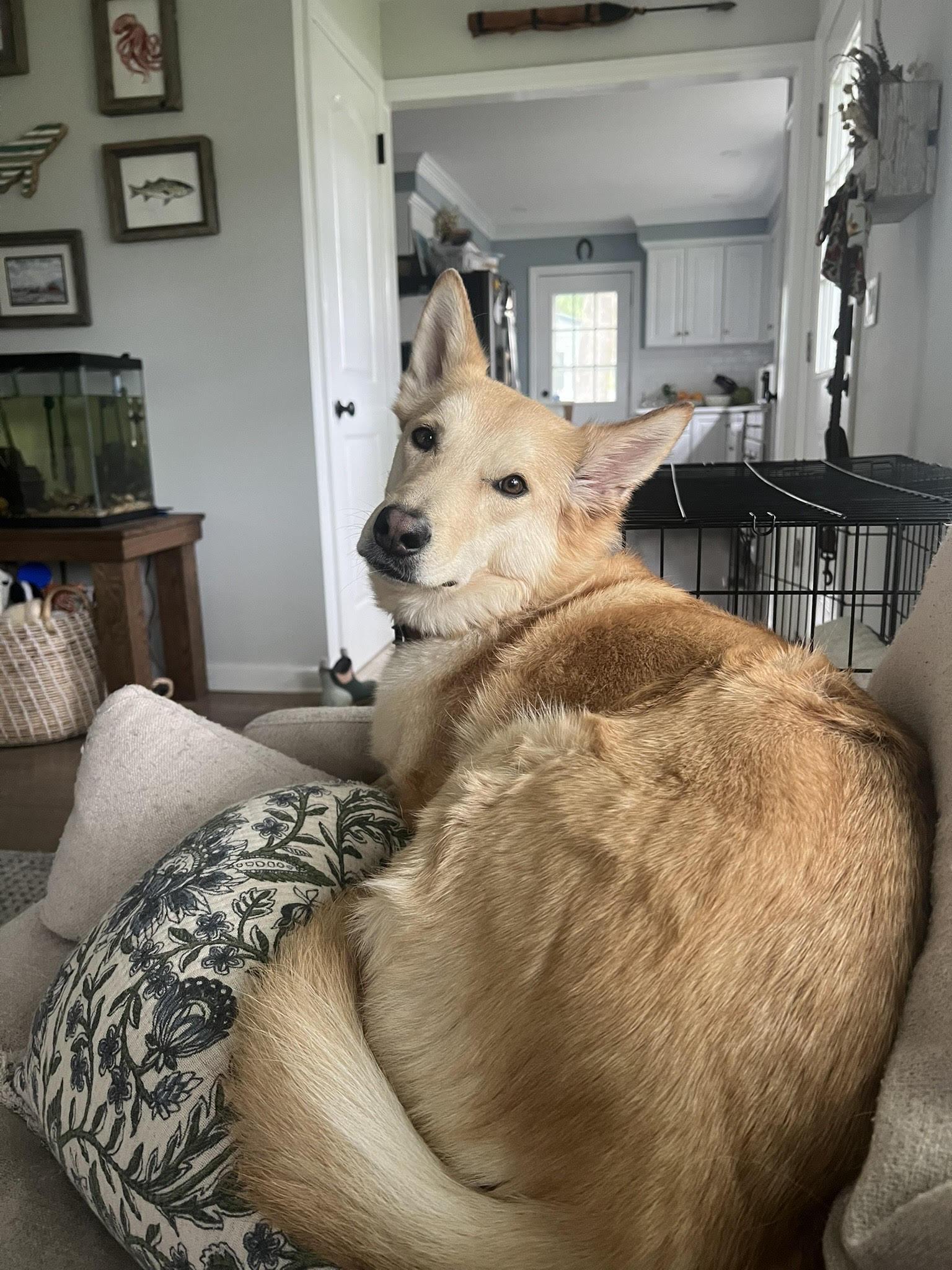 Layla (Surrender), a Adoptable mixed breed in Hamden, CT image 5/5
