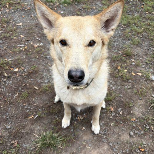 Enlarge Layla (Surrender), a Adoptable mixed breed in Hamden, CT image 6/6