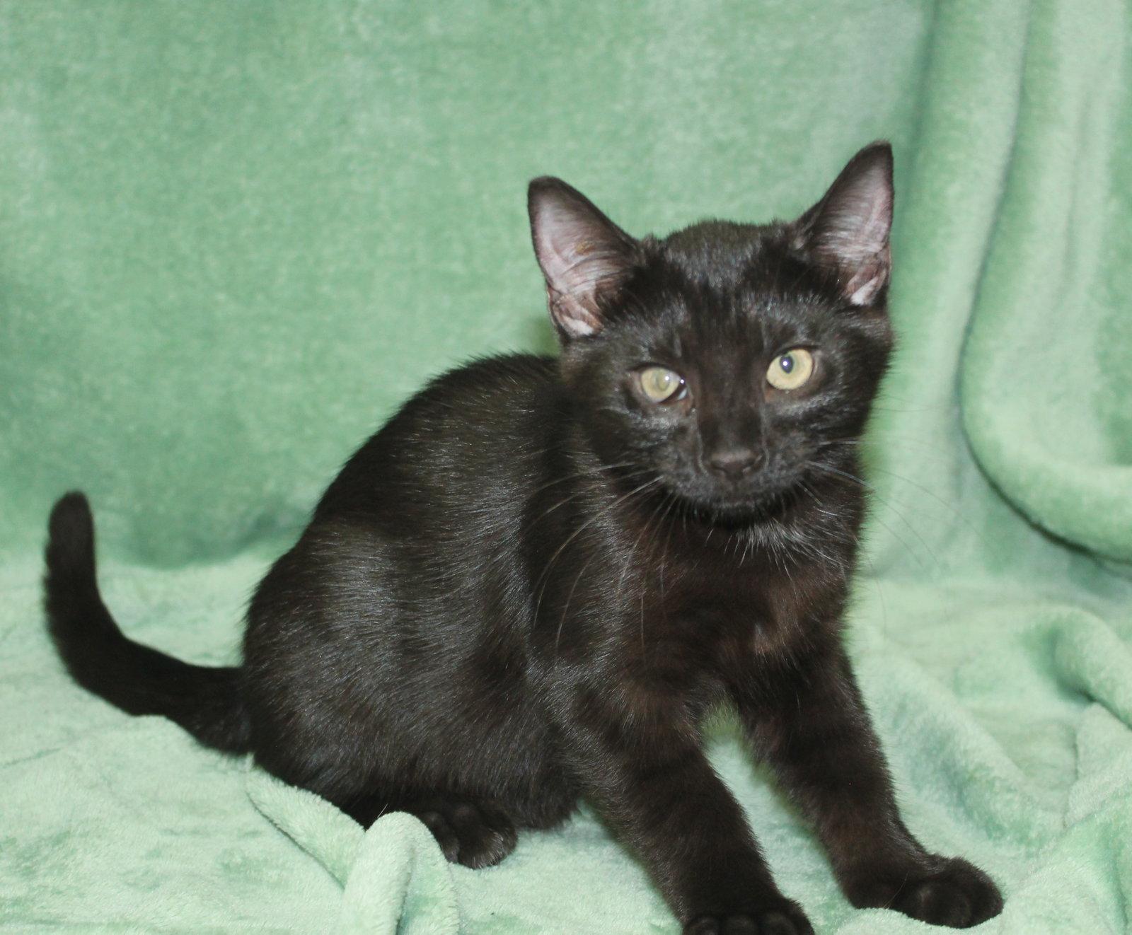 Brooster - 44064, Adoptable, Kitten Male Domestic Short Hair.