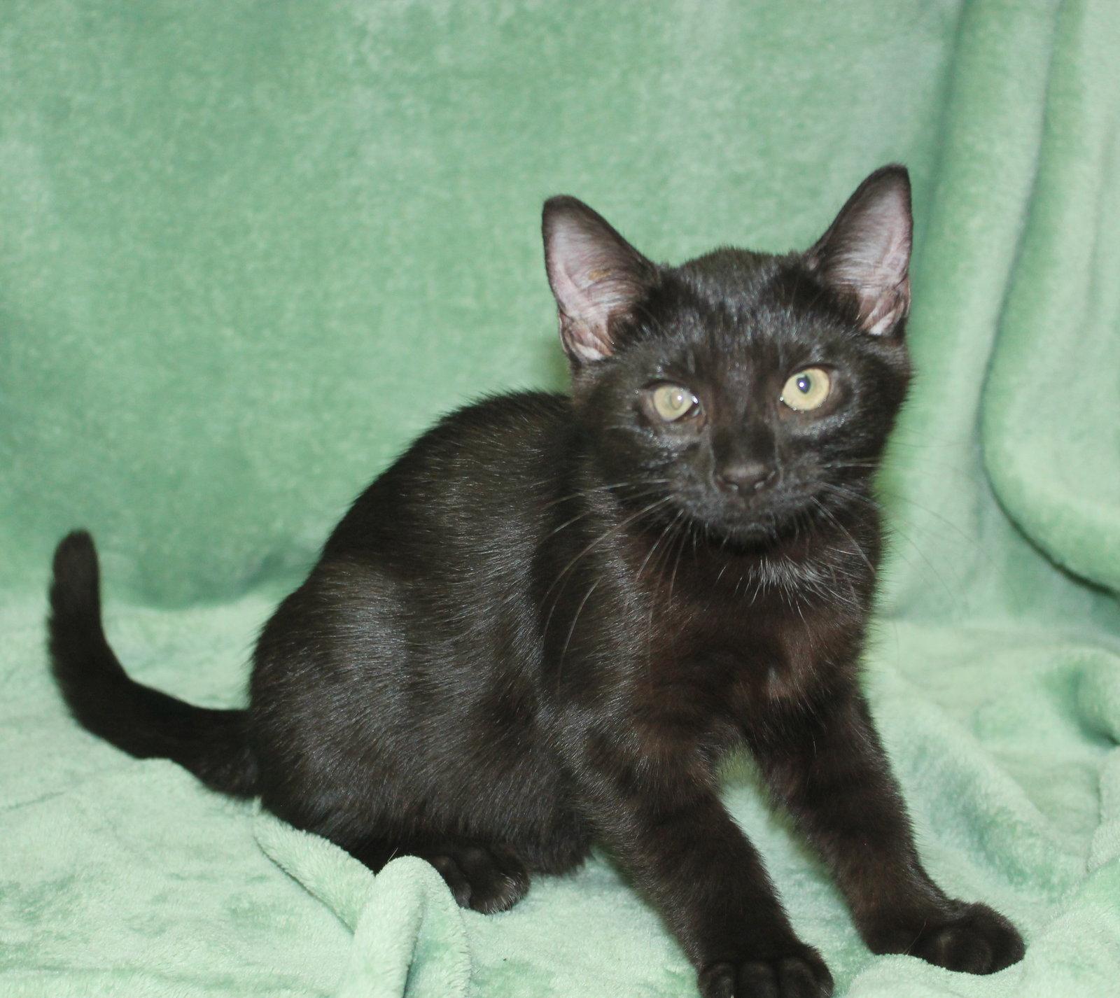 Enlarge Brooster - 44064, a Adoptable Domestic Short Hair in Prattville, AL image 2/3
